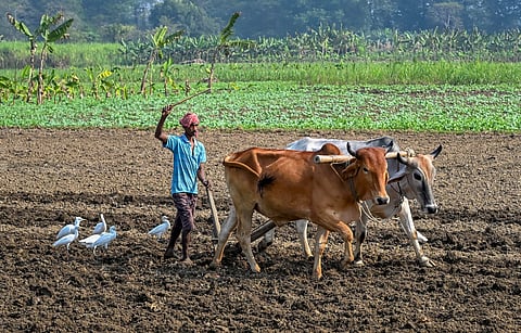 agriculture 