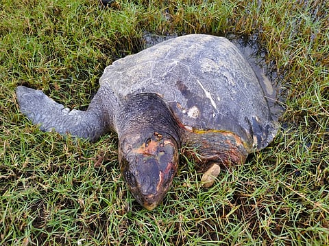 A rescued Olive Ridley turtle near Vilunthamavady seashore 
