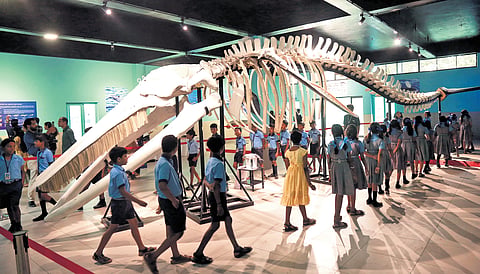 Students take a look at a 14-m-long skeleton of Bryde’s whale at the open house exhibition organised by the Central Marine Fisheries Research Institute as part of its 79th foundation day on Tuesday 