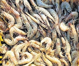 At present, Krishna district ranks first in aquaculture production in Andhra Pradesh. However, officials say Eluru is closing the gap fast.