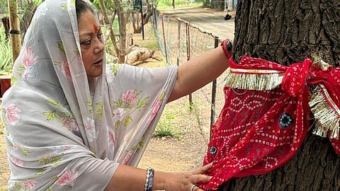 Former Rajasthan Chief Minister Vasundhara Raje worshiping a Khejri tree. 