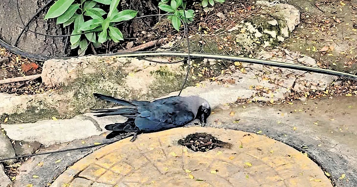 News 5 Centre confirms bird flu among crows in TN
