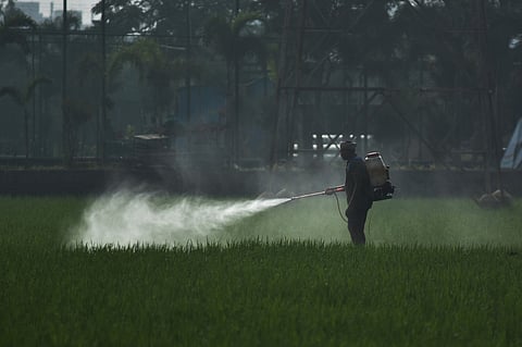 A farmer sprays pesticides and insecticide in his field at the outskirts of Vijayawada. 