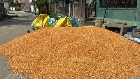 maize