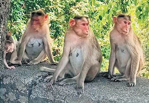 monkey