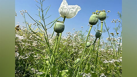 Image used for representative purpose.