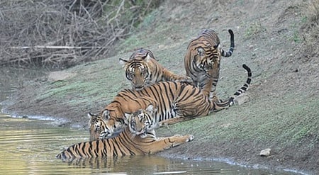 Satkosia Tiger Reserve.