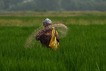 A farmer sprays urea in his field