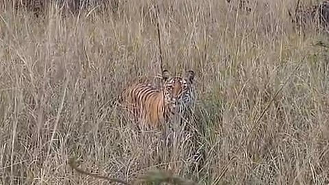 Three tigers and one leopard moved out from core habitats to fringe areas due to human disturbance, 