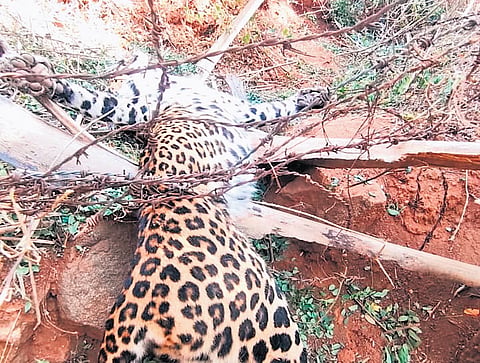 Postmortem examination revealed that the leopard suffocated after the barbed wire became tightly entangled around its neck, leg and abdomen.