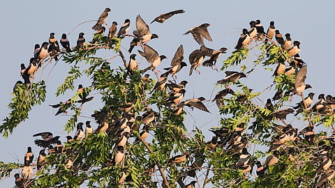 Officials noted that this season is ideal for documenting both local terrestrial birds and migratory species, making the census crucial for understanding bird diversity and population trends.