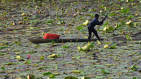 A farmer wades through a lotus-filled pond, collecting fresh petals for temple rituals at Thirunavaya in Malappuram district.