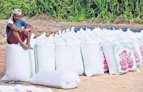 Harvested samba paddy kept ready to be sent to a mill in Tiruchy 