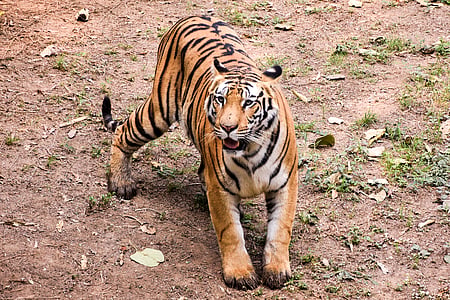 According to local residents, this was the second attack on a human by a wild tiger in the past 24 hours.