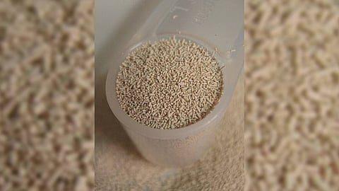 yeast