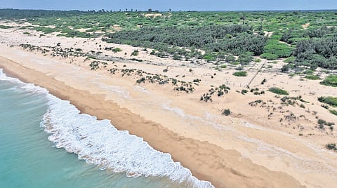 Species selection and spacing have been zoned carefully to match salinity, wind exposure and dune morphology 