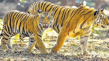 Image used for representational purposes.