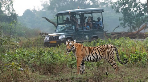 According to the orders issued by the department, the number of visitors allowed in Bandipur in total is 31 for safari of which 19 are from the department guests and 12 are from Jungle Lodges and Resorts (JLR). 
