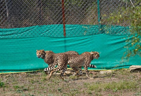 Nine cheetahs from Botswana were released into Madhya Pradesh’s Kuno National Park (KNP) on Saturday. 
