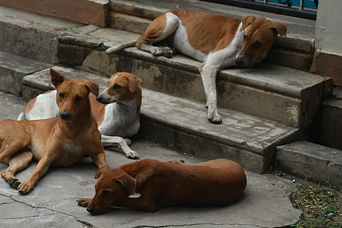 Stray dogs