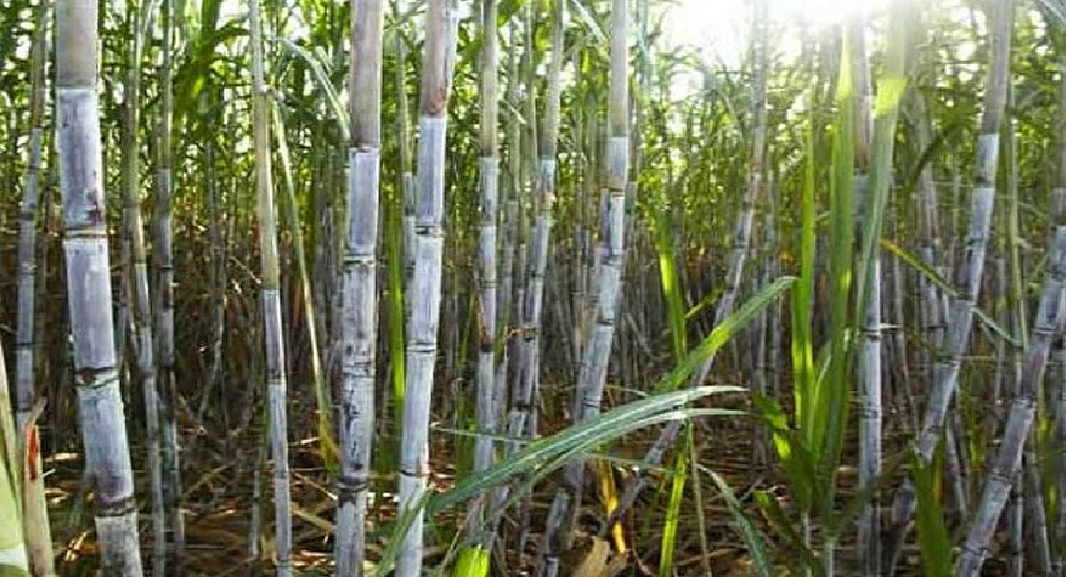 Area under sugarcane cultivation falls by 14,000 hectares in Punjab; farmers demand rise in SAP