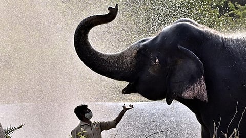 elephant wildlife