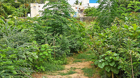 Tiruchy Corporation has planned to develop Miyawaki forests at 10 locations across the city at Rs 15 crore. The method allows 10 times faster growth.