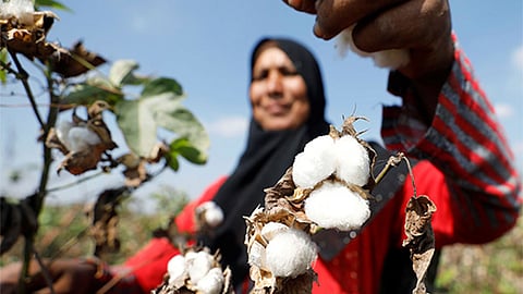 The Government has also fixed the MSP for seed cotton (kapas) based on recommendations from the Commission for Agricultural Costs and Prices. 