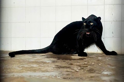 Black Panther