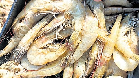 Shrimp