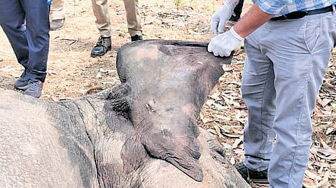  Electrocuted Elephant