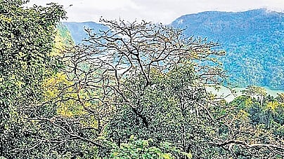 Sharavathi Valley.