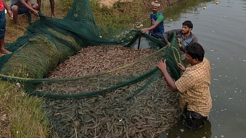 Fisheries Commissioner Rama Shankar Naik clarified that any doubts or complaints regarding shrimp feed prices or other aqua-related issues should be addressed through district or local fisheries officials