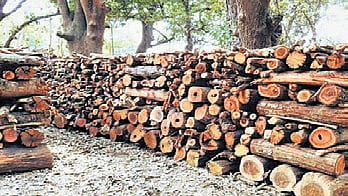 Firewood 