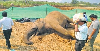 A 25-year-old tusker dies after coming in contact with live electric wire in Odisha's Dhenkanal.