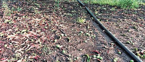 Mango crop damaged due to hailstorm at Kalghatgi in Dharwad district.