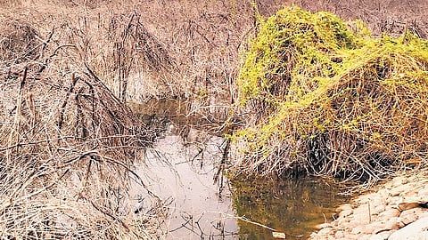 Private landowners shall remove the species within 30 days from date of the order.