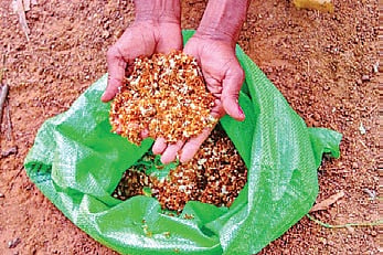 Red weaver ants, known locally as ‘Kai’ 