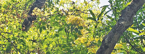 The neermathalam tree at the Kamala Surayya Memorial.