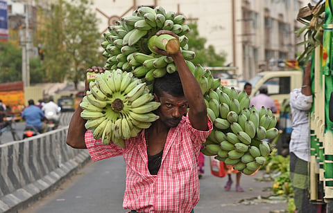 A man carries nendran bunches at Gandhi market 