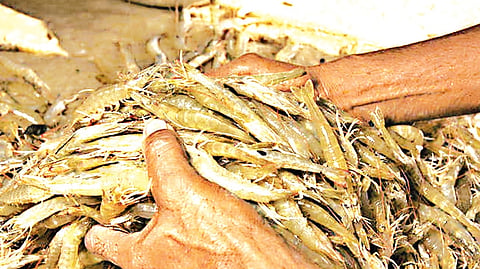 The price of premium seer fish, which is usually sold at around Rs 1,200 per kg, has dropped by half to nearly Rs 600 causing severe loss to the  farmers.  