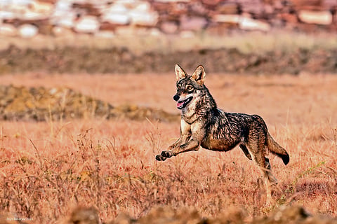 Indian Wolf