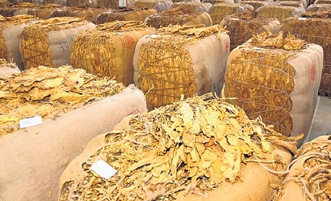 Tobacco Auctions.