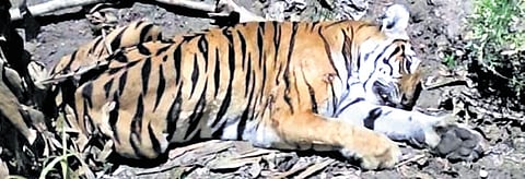 Rescued tigress being shifted to Koorgalli Rehabilitation Centre 
