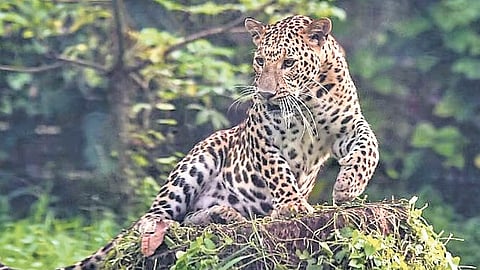 This comes after the leopard population grew by roughly 8% from 12,852 in 2018 to 13,874 in 2022. 