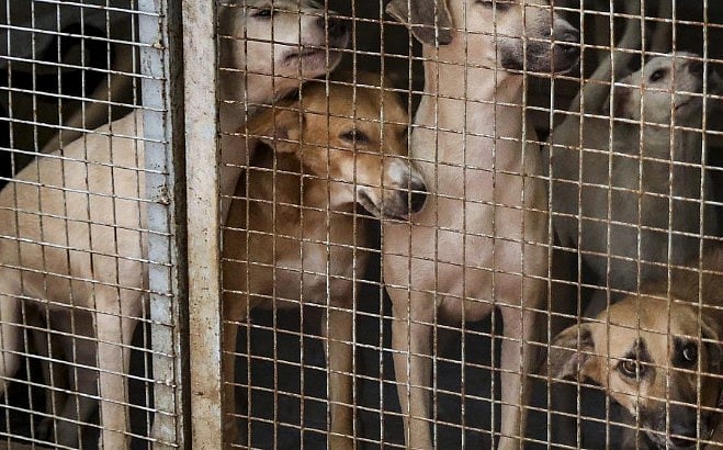 Delhi government to constitute animal welfare panels in 13 districts