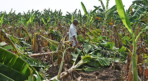 A banana farm completely damaged due to strong wind with rain near Tiruchy 