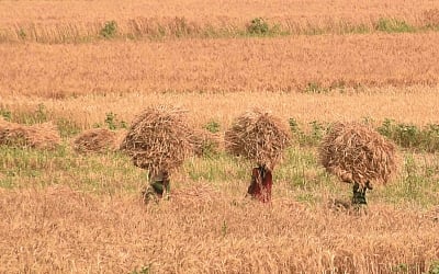 Centre to expand MSP procurement network, strengthen storage for perishable crops