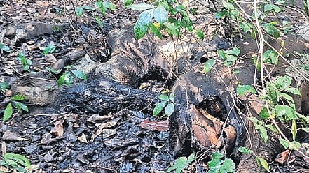 Though the officials are yet to confirm the age and gender of the deceased elephant, and ascertain the reason behind its death, locals suspected it to be a tusker and poached for its tusks. 