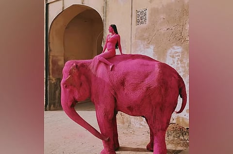 A photographer faced protests when pictures of the elephant painted pink in the Pink City went viral.